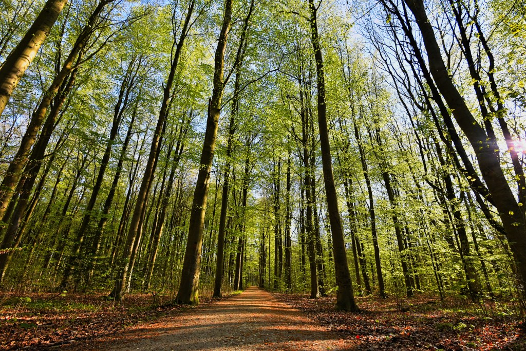 spring forest trail, green woods, sunlight through leaves