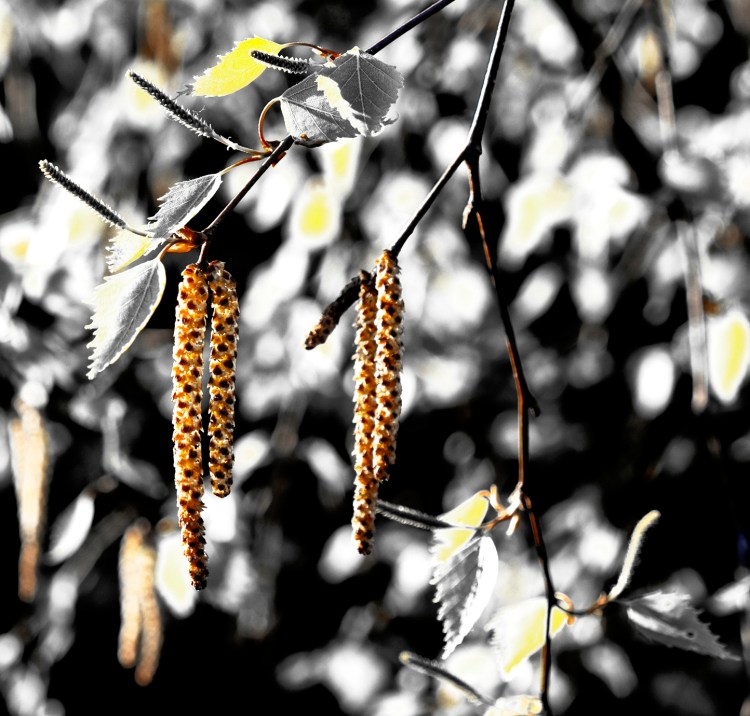 birch seeds in the wind