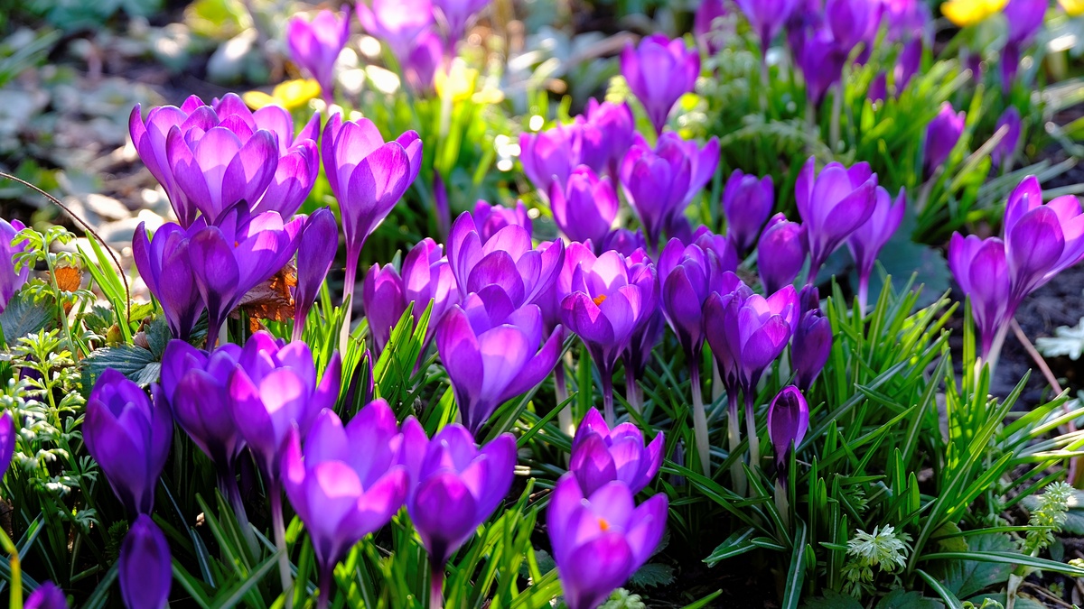 This image has an empty alt attribute; its file name is 73ebe-ccb5b-fleuron.png